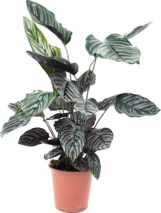 Calathea Sanderiana (Levende plant) - Hoogte ↕70cm | in Kwekerspot ⌀19 cm