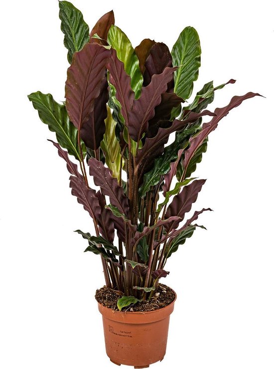 Calathea 'Tropistar | Luchtzuiverende Calathea per stuk - Kamerplant in kwekerspot ⌀12 cm - ↕45 cm