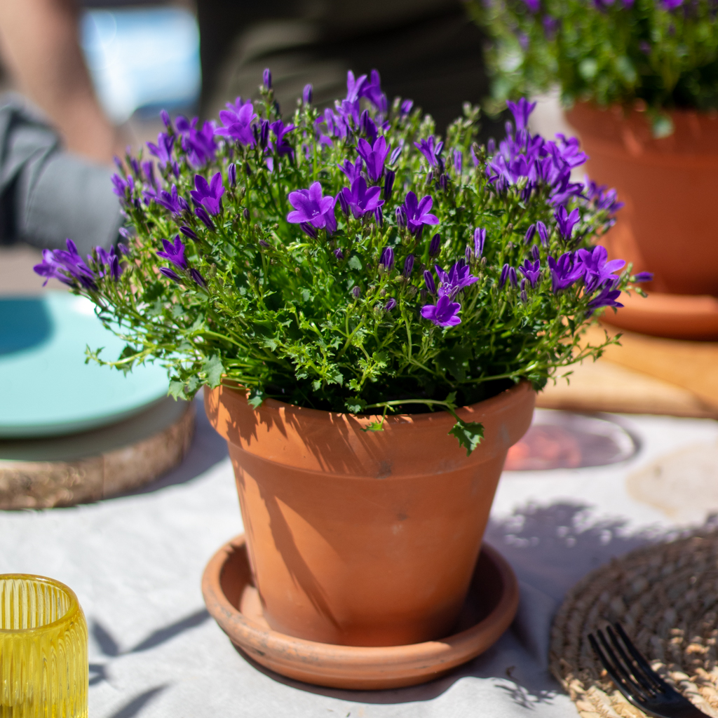 Campanula - Paarse Klokjesbloem - P12