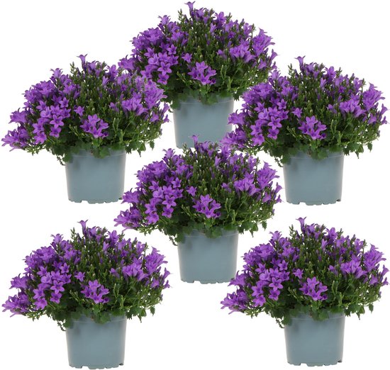 Campanula Addenda - Klokjesbloem paars potmaat 12cm - 1m2 bodembedekker - 6 stuks - Ambella purple - tuinplanten - winterhard