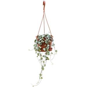 Ceropegia woodii hangplant