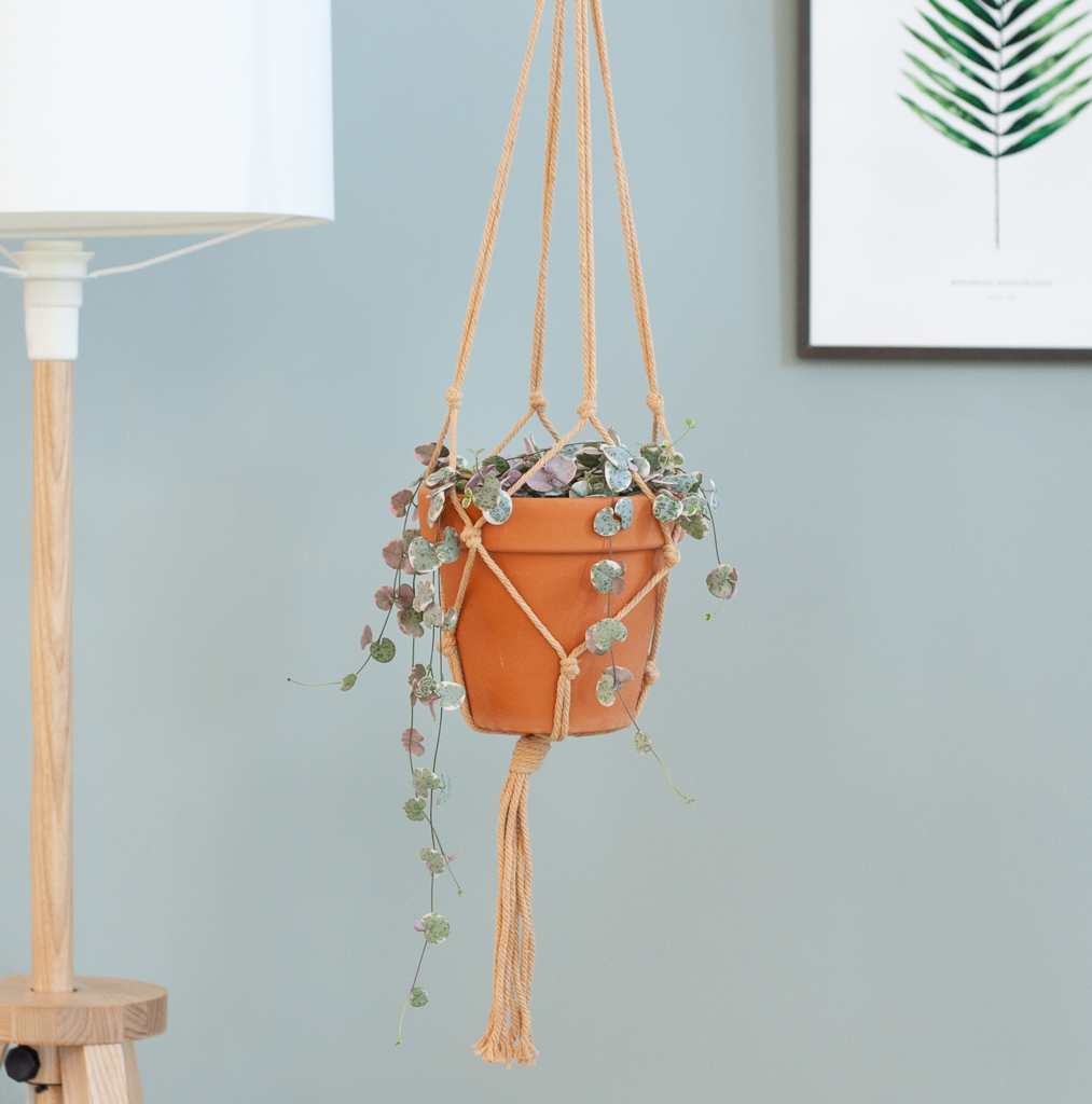 Ceropegia Woodii Variegata - P14