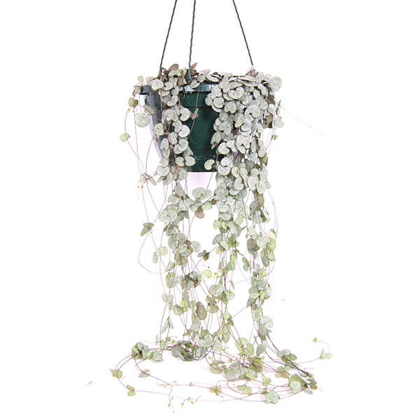 Chinees Lantaarnplantje XXL (Ceropegia Woodii) - P 25 cm