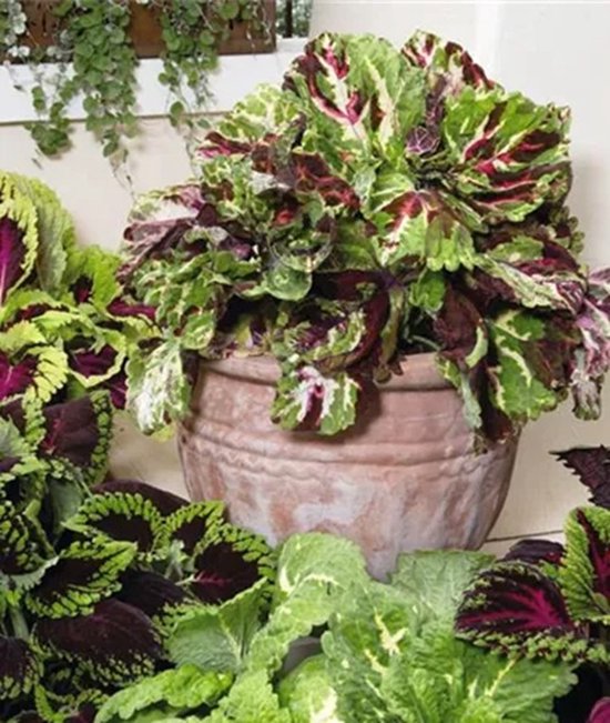 Coleus x blumei Kong variatie