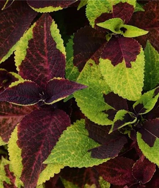 Coleus x blumei Solento Burgundy Lime
