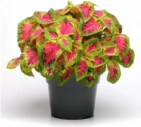 Coleus x blumei Solento Rose