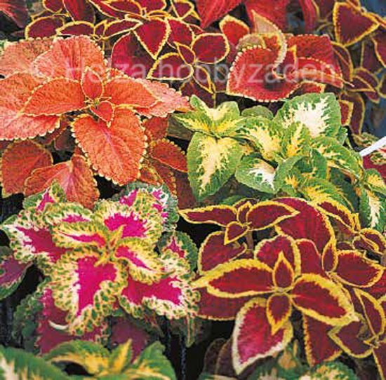 Coleus x Blumei Wizard mix ca 25 zaden