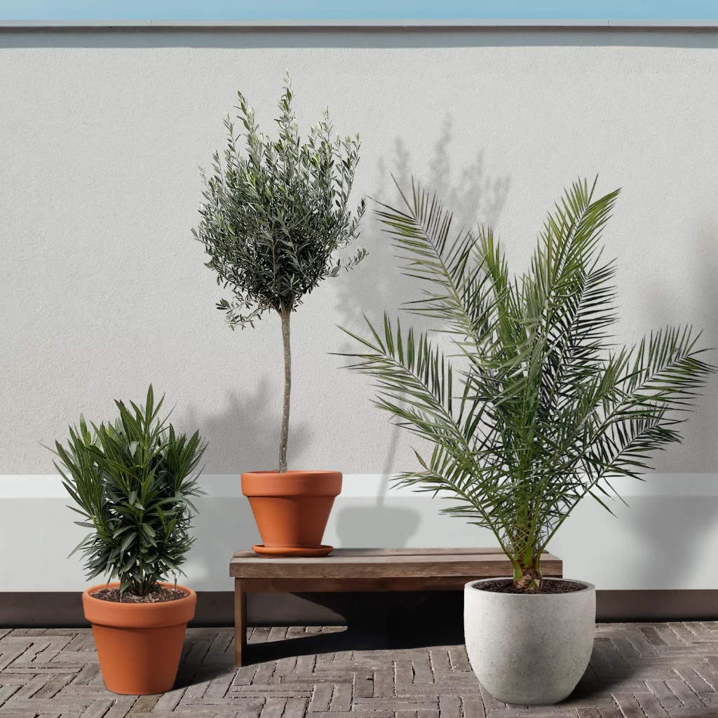 Combideal - Olea Op Stam P30 - Phoenix Canariensis P25 - Nerium Oleander P30