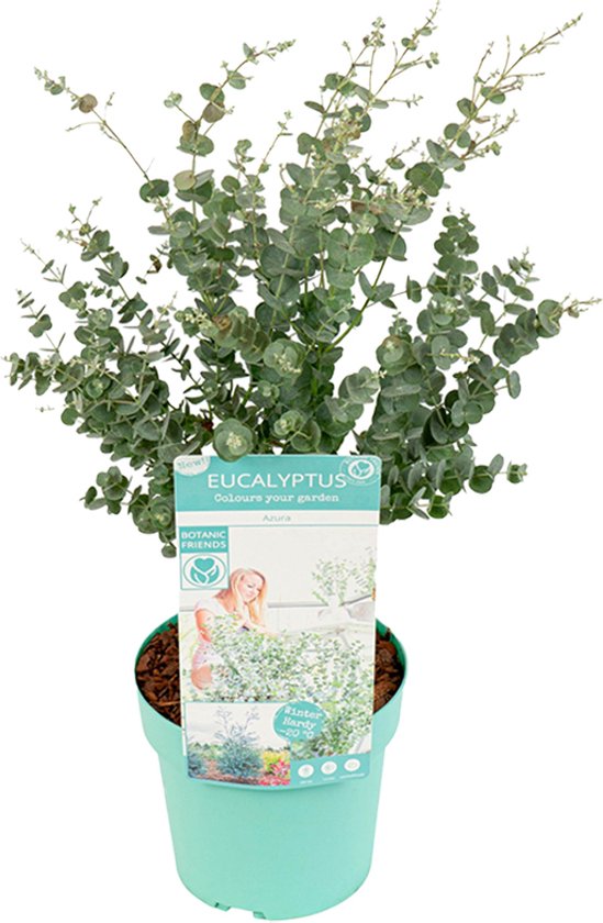 Eucalyptus Gunnii 'Azura' - Eucalyptus Plant - Tuinplanten - Winterhard - ⌀19 cm - 40-60 cm