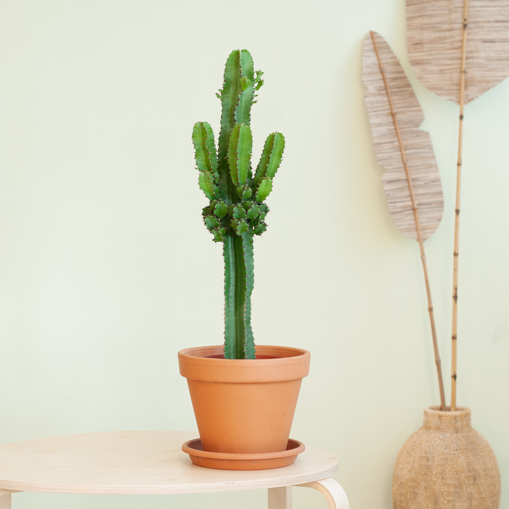 Euphorbia Ingens (cowboycactus) P 17 cm
