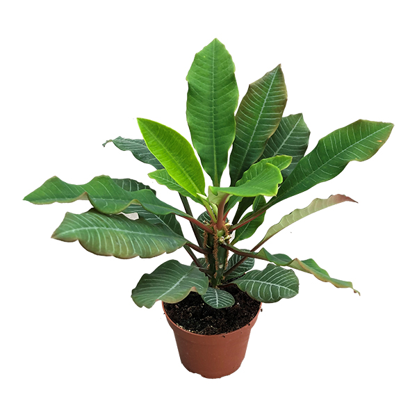 Euphorbia Leuconeura (Madagascar Jewel) - P 12 cm
