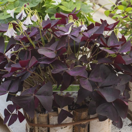 Geluksklaver - Oxalis triangularis | 10 stuks | Knol | Geschikt voor in Pot | winterhard | Wit | Bijzondere Zomerbloeier