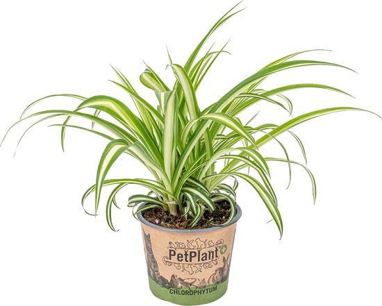 Graslelie | Chlorophytum 'Variegatum' per stuk - PetFriendly - Kamerplant ⌀12 cm - 25 cm