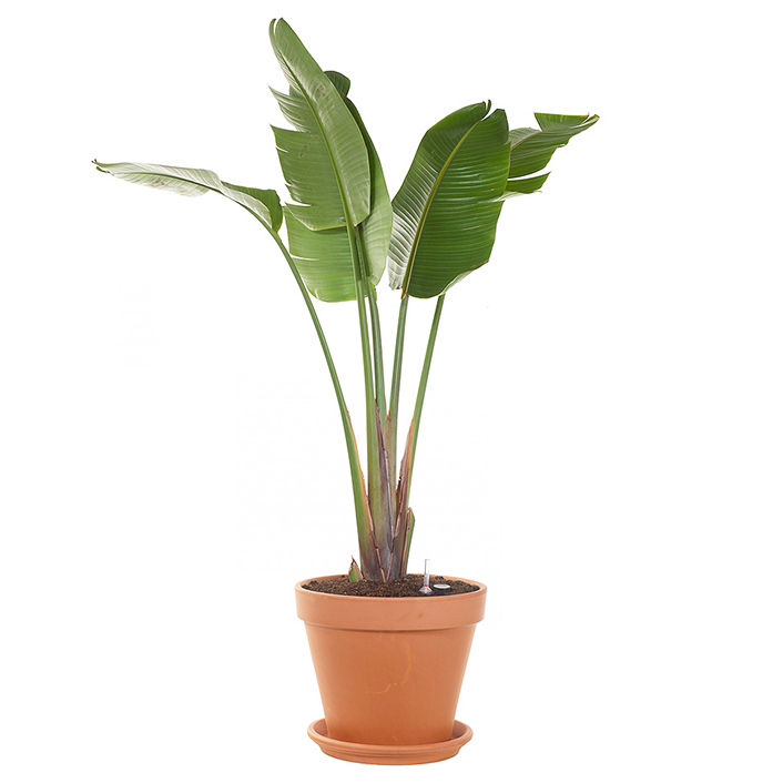 Grote Strelitzia (semi hydro) - 165 cm