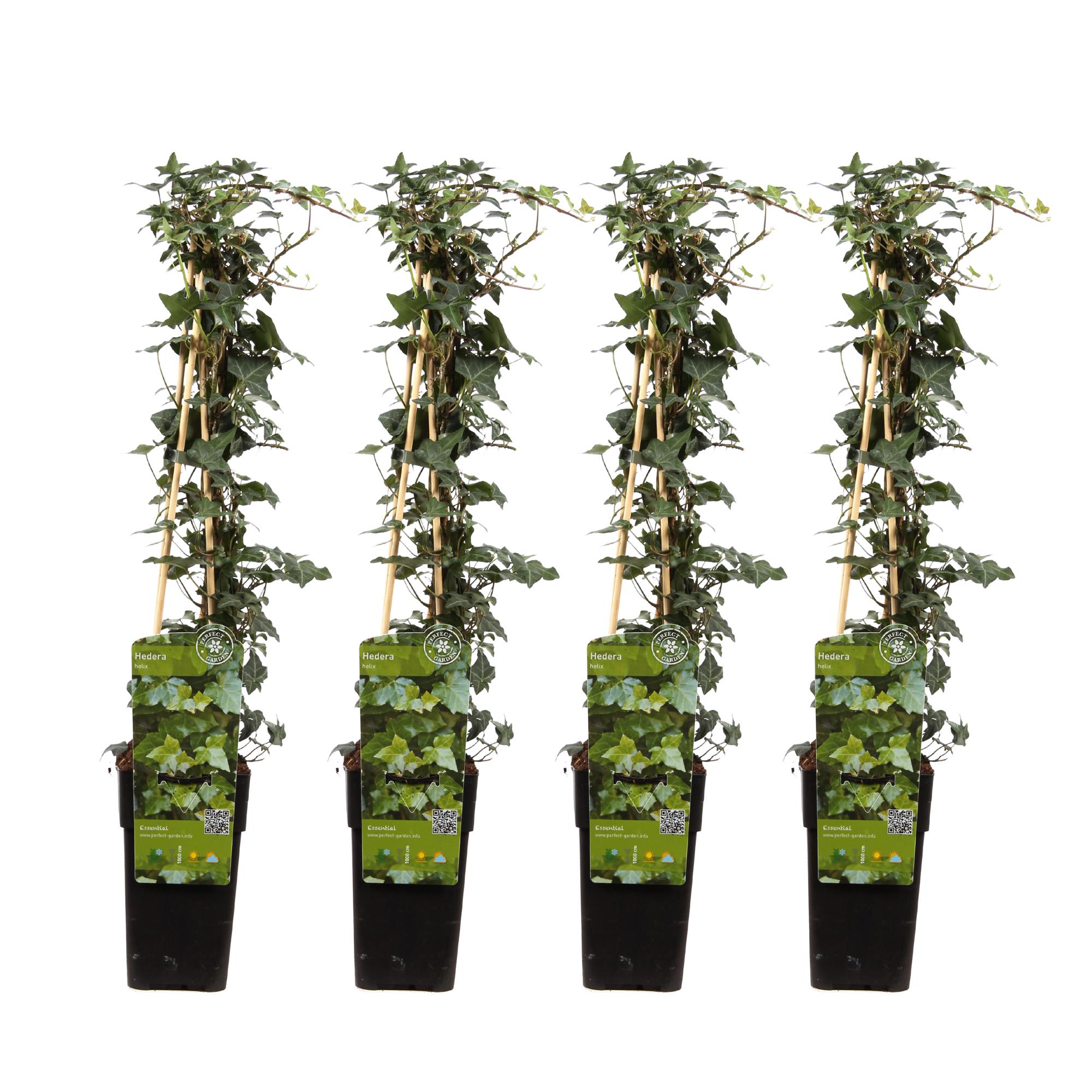 Hedera Helix (4 stuks) - Klimop - P15