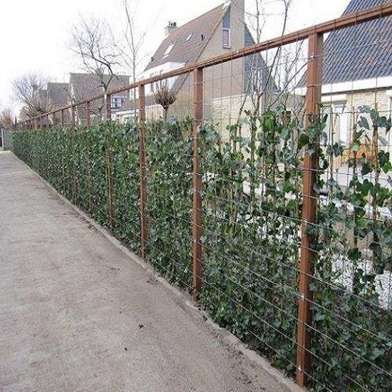 Hedera Hibernica 75/100cm (Klimop) - Klimplant - Groen - Groenblijvend/Wintergroen voor 100% privacy haag