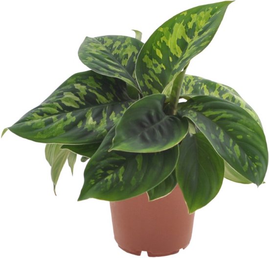 Homalomena Camouflage | 25cm | exclusief keramieken pot