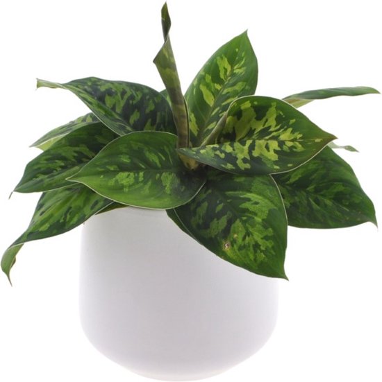 Homalomena Camouflage | 25cm | met witte keramieken pot