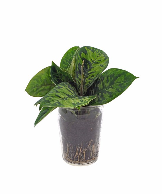 Homalomena Camouflage | 25cm | Vaasglas