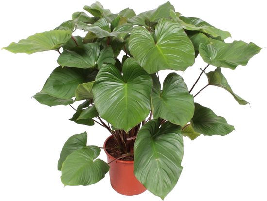 Homalomena Rubescens Maggy - 130 cm - ø34