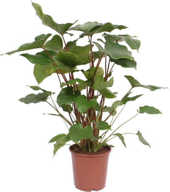 Homalomena Rubescens Maggy - Ø24cm - 90cm