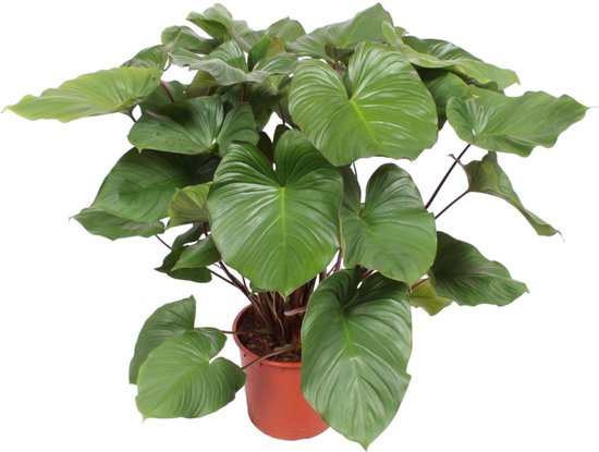 Homalomena Rubescens Maggy kamerplant voor in indirect licht, 140 cm hoog, ø34