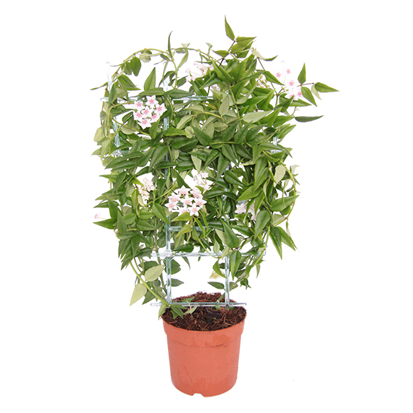 Hoya Bella - P12