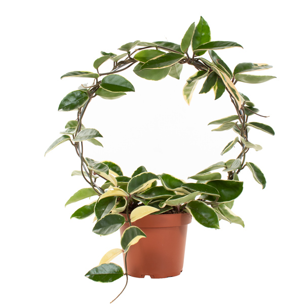 Hoya Carnosa Queen 'variegata' - P 13