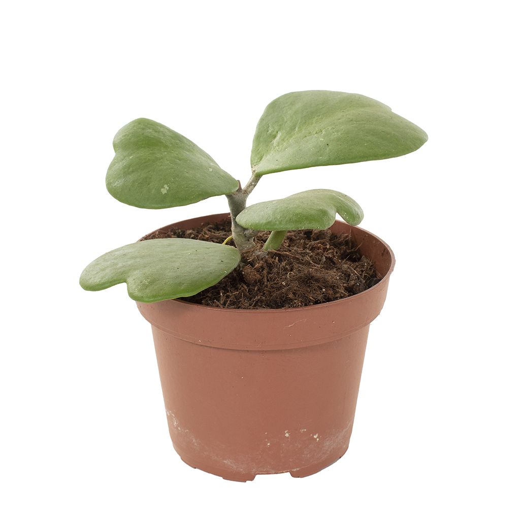 Hoya Kerrii albomarginata (hartjesplant) - P 12 cm