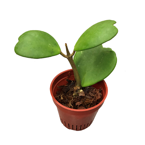 Hoya Kerrii (Hartjesplant) - P 8 cm