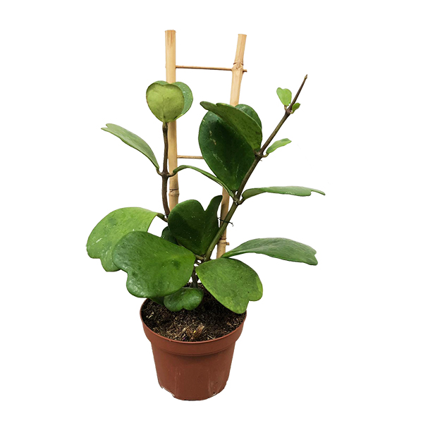 Hoya Kerrii op rek (Hartjesplant) - P 12 cm