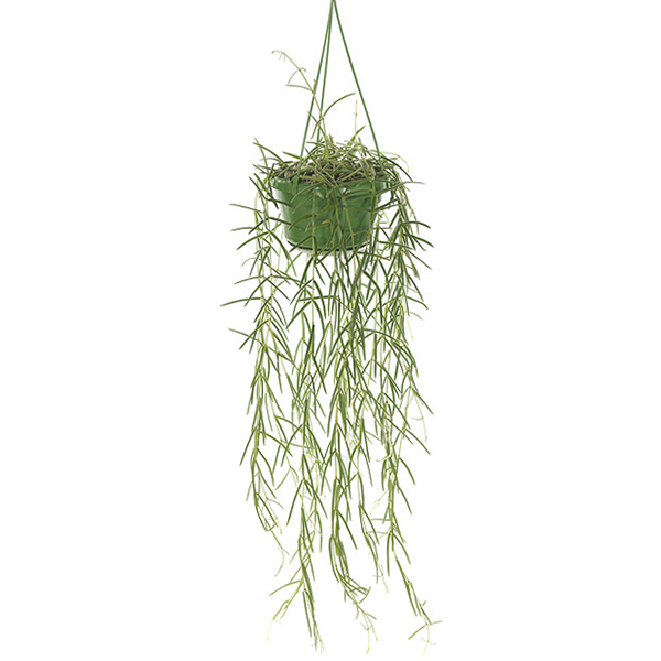 Hoya Linearis P 14 cm