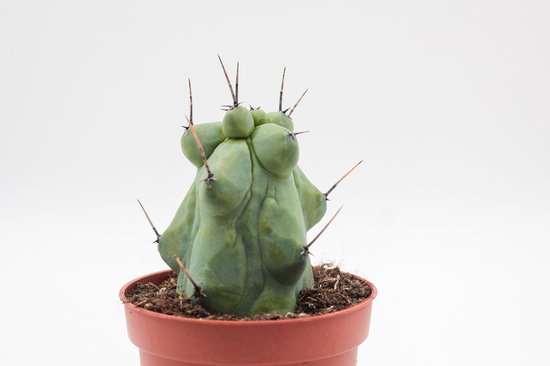 Ikhebeencactus | Boobiecactus | Myrtillocactus geometrizans fukurokuryuzinboku | bijzonderde cactus | 10,5 cm pot
