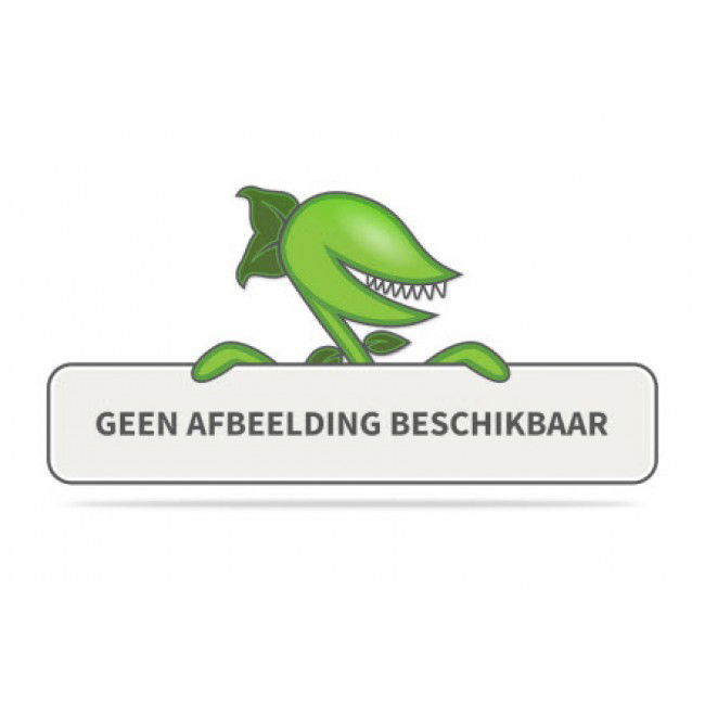 Kamerplant Ceropegia Chinees Lantaarnplantje