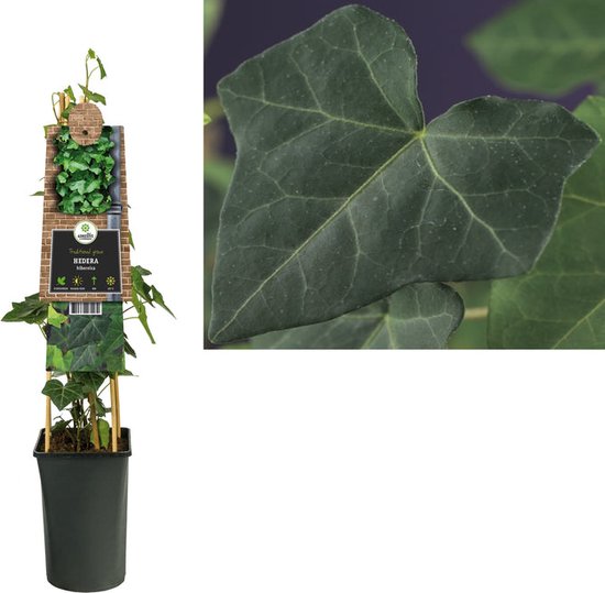 Klimop Hedera hibernica 90cm