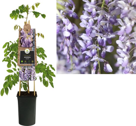 Klimplant Wisteria sinensis (blauwe regen)