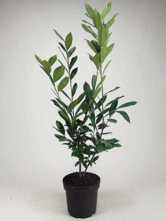 Laurier 'Caucasica' 80-100 cm (in pot) - Prunus l. 'Caucasica' - Ø26 cm