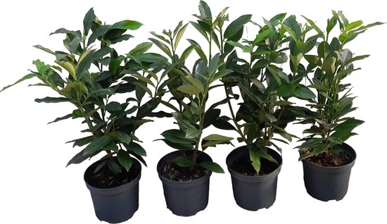 Laurierkers als haagplant | Prunus 'Caucasica' | 1 meter haag (4 stuks)