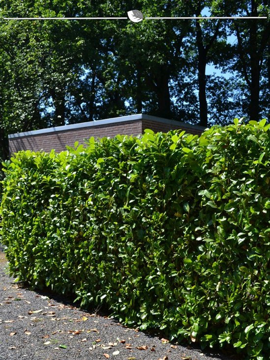 Laurier Prunus Novita 160-180 cm, 10x Haagplant