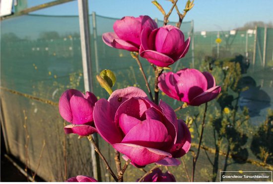 MAGNOLIA 'BLACK TULIP' 50- 60 cm - Beverboom - Valse Tulpenboom