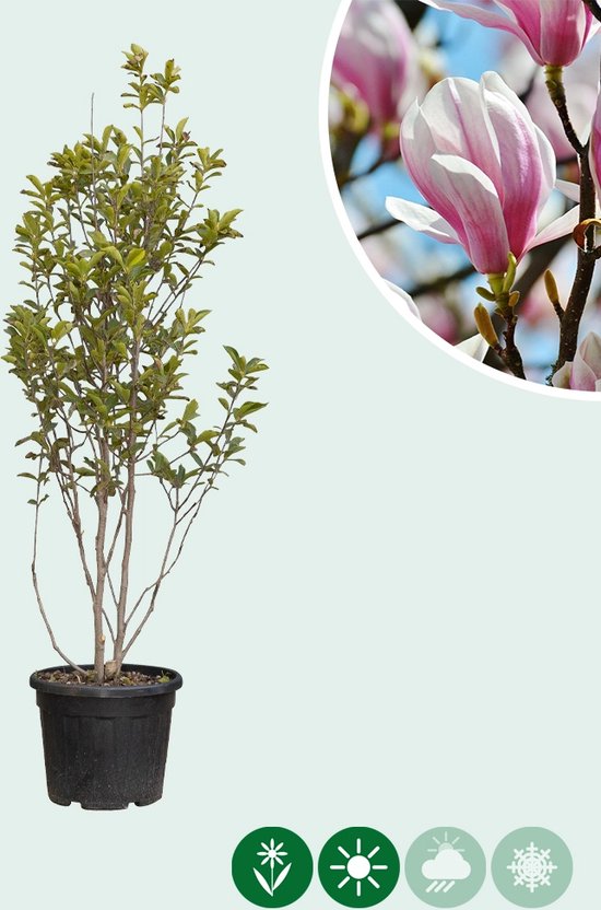 Magnolia soulangeana meerstammig | Magnolia X 'Soulangeana' | Bomenbezorgd.nl