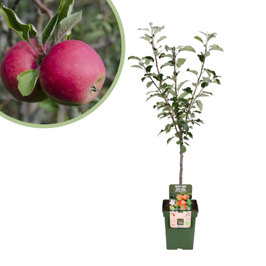Malus Domestica Elstar - Appelboom - P23