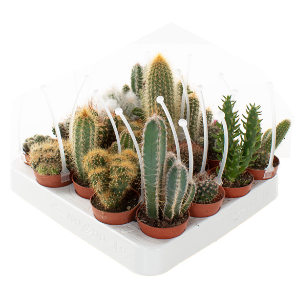 Mini cactus mix met picker (20-pack) - P 6 cm