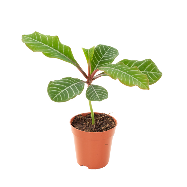 Mini Euphorbia Leuconeura - P 6 cm