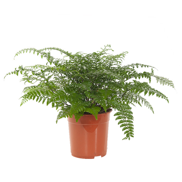 Moedervaren (Asplenium Parvati) P 24 cm