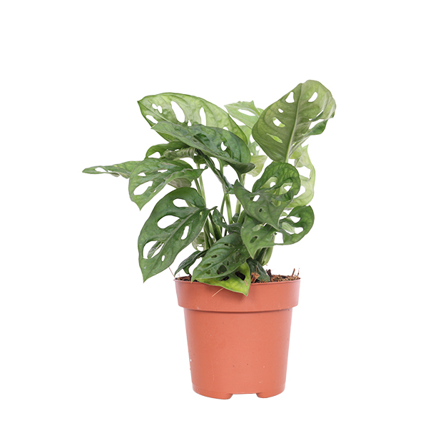 Monstera Adansonii 'Monkey Mask' - P 12 cm