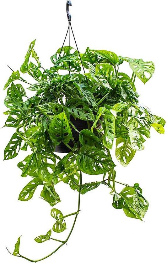 Monstera Adansonii Monkey Leaf Plant in 19cm hangpot. Hangplant Kamer Kantoor