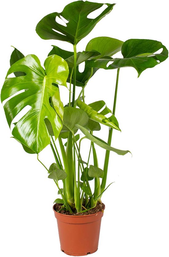 Monstera Deliciosa - Gatenplant - Kamerplant - luchtzuiverend - ⌀17 cm - 50-60 cm