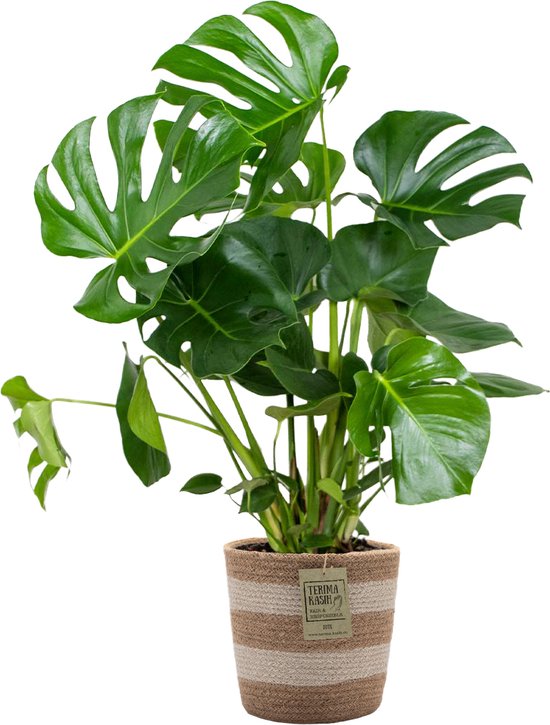 Monstera Deliciosa Incl. Jute Mand - Gatenplant - Kamerplant - Luchtzuiverend - ⌀21 cm - 70-80 cm