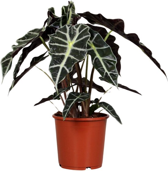 Olifantenoor,Groene Plant, Tropisch, Karakteristiek blad, Alocasia Polly - Ø17cm - 45cm